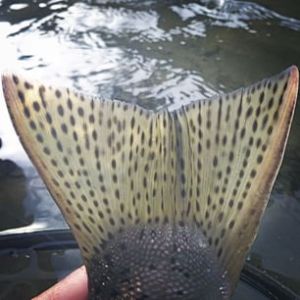 10727406_314749808727424_1654500477_n